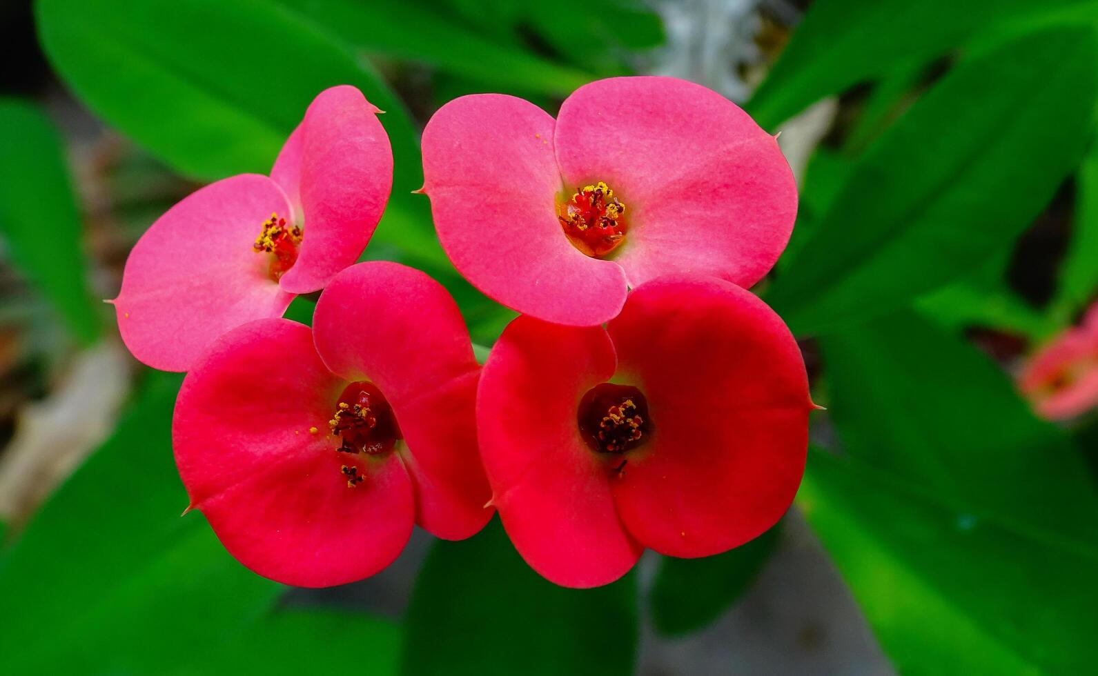 Euphorbia milii -also known as the crown of thorns, Christ plant, A flowering plant in the spurge family Euphorbiaciae photo