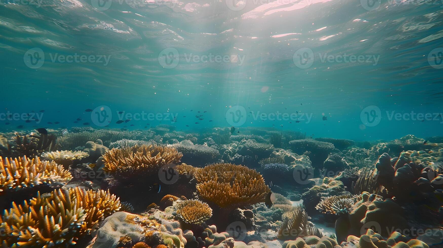 Beautiful underwater scenery with various types of fish and coral reefs photo