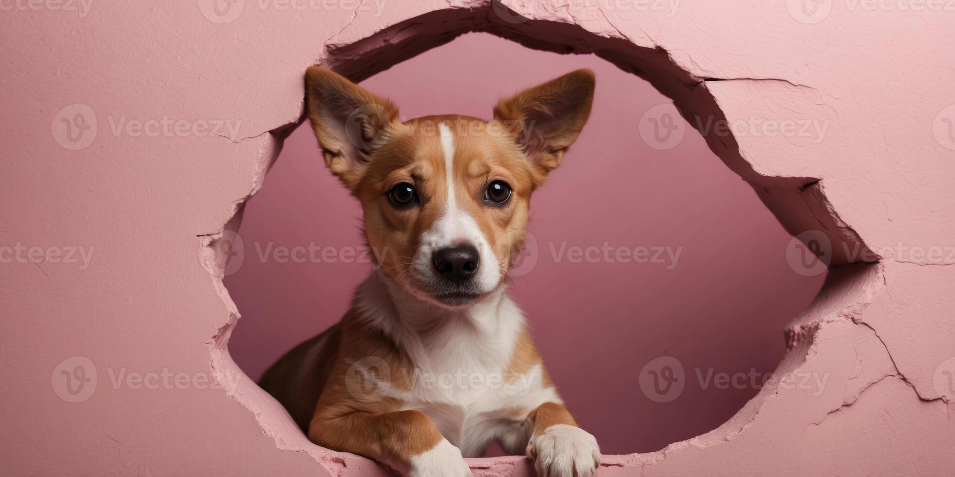 cute dog coming through crack hole in solid pink background with copy space. photo