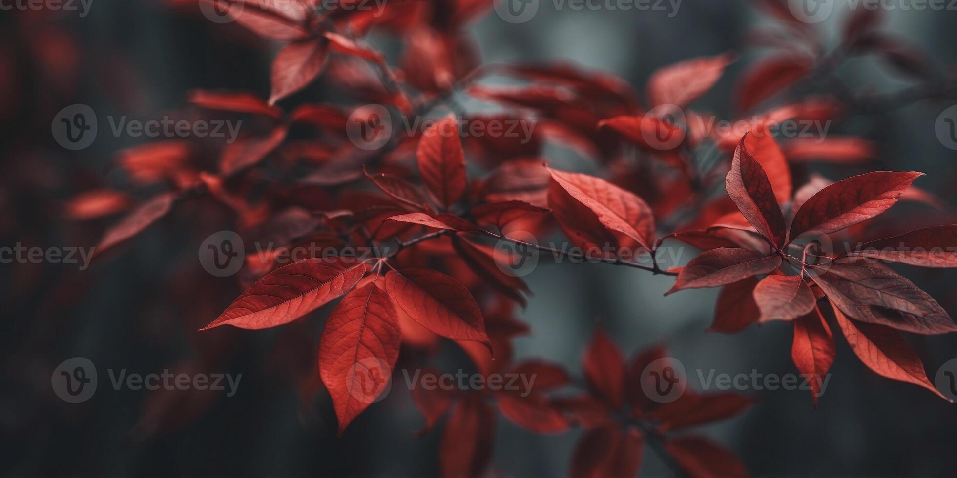 Dark leaves with contrasting red foliage. photo
