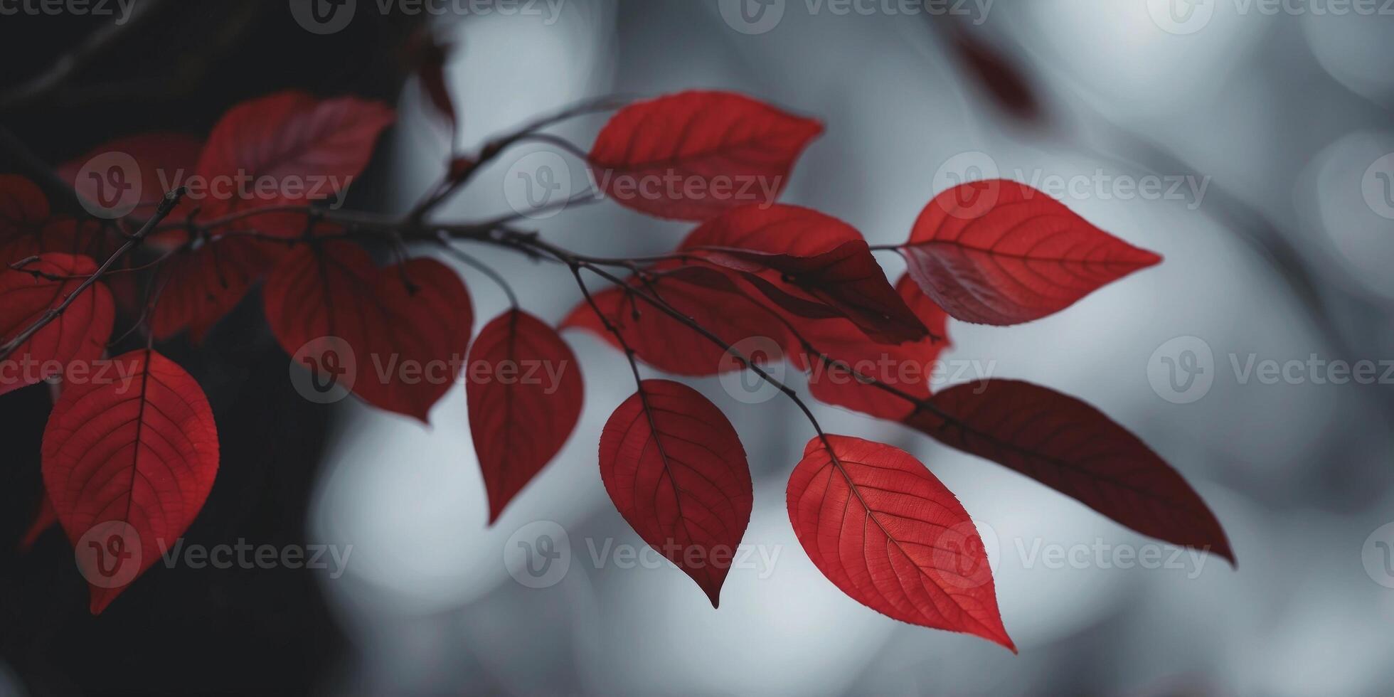 Dark leaves with contrasting red foliage. photo
