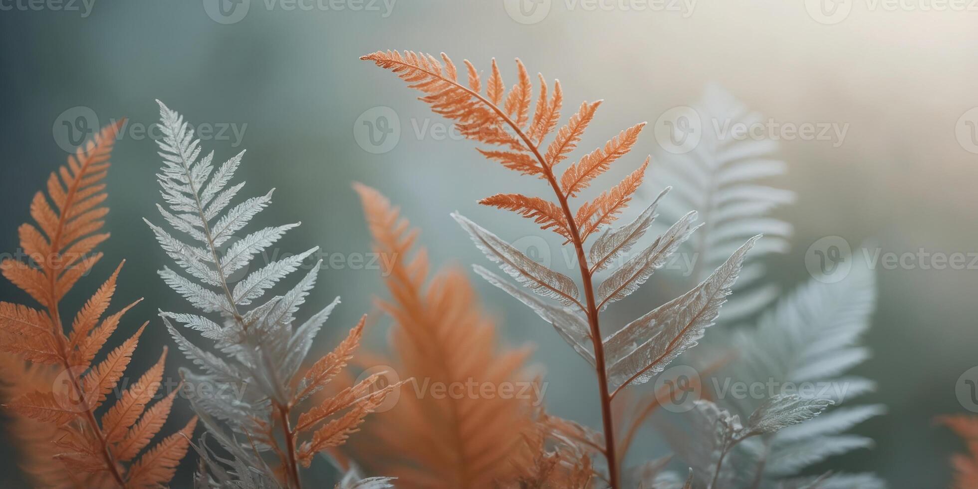 Thin wispy fern leaves arranged in a gentle. photo