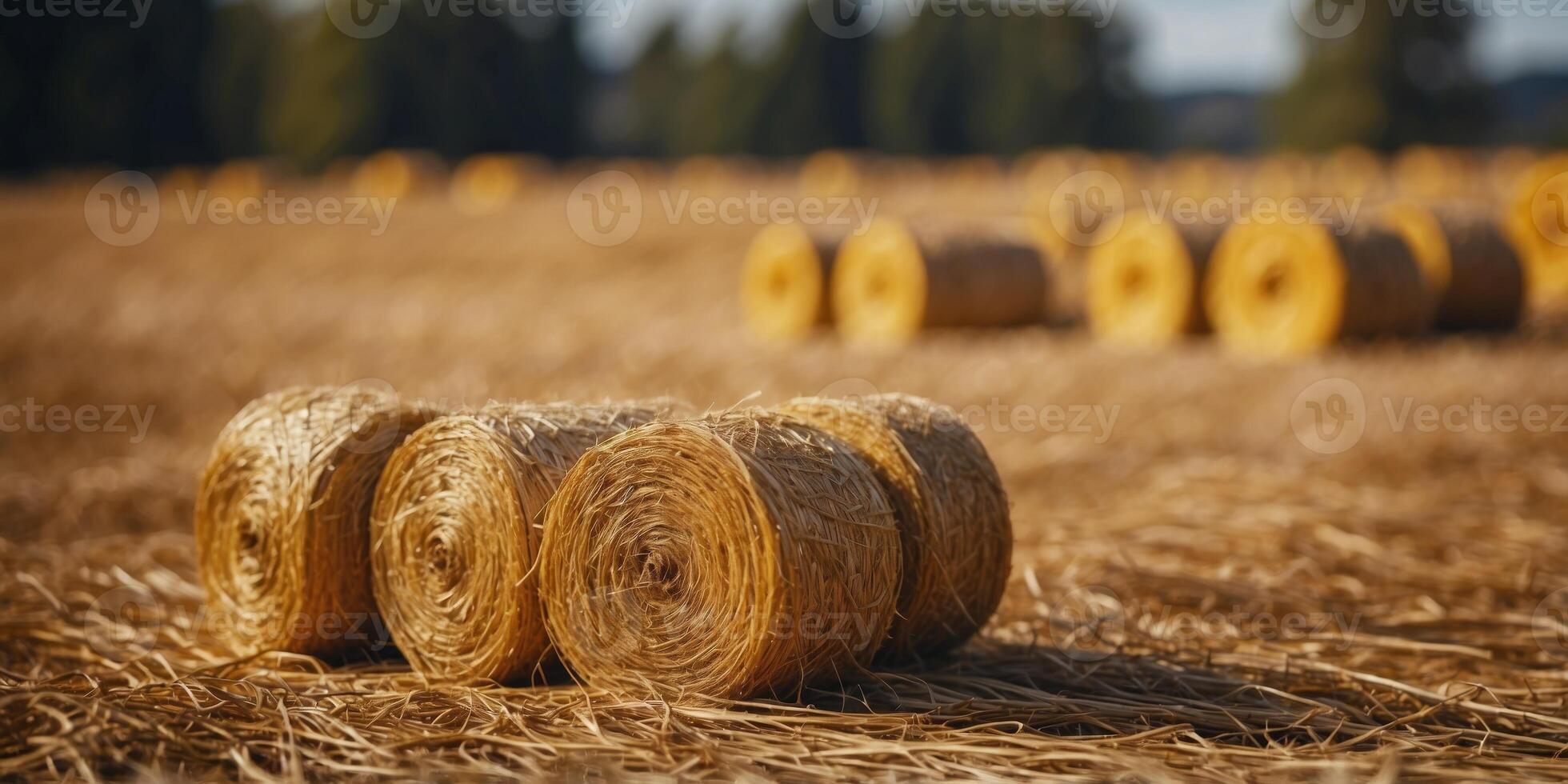 Yellow rolls of straw in the end of summer. photo