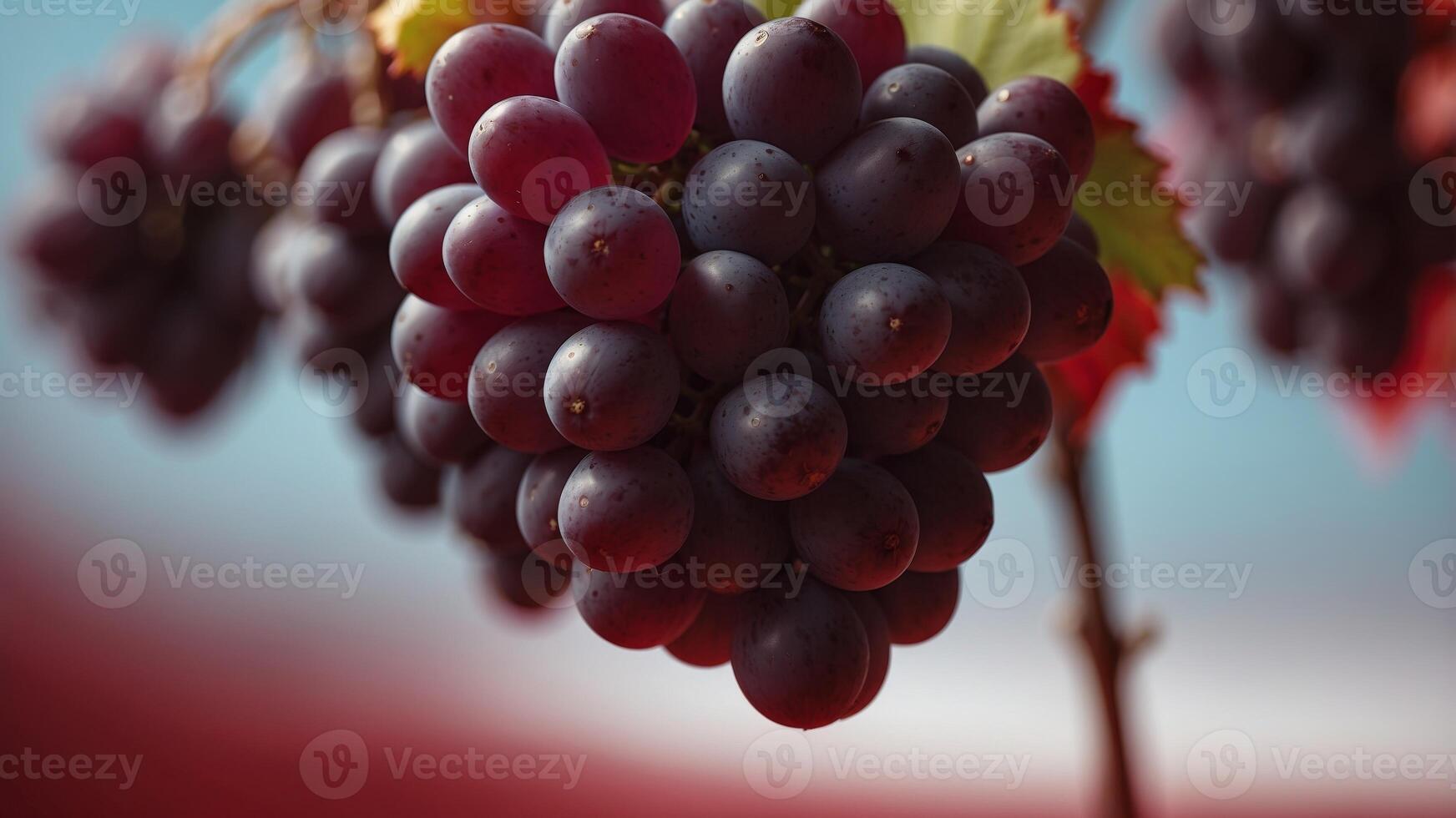 Single dark grape with stem on red background. photo