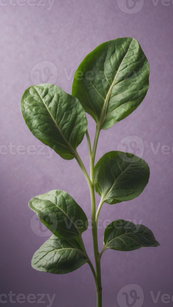 Single green spinach leaf on light purple background. photo