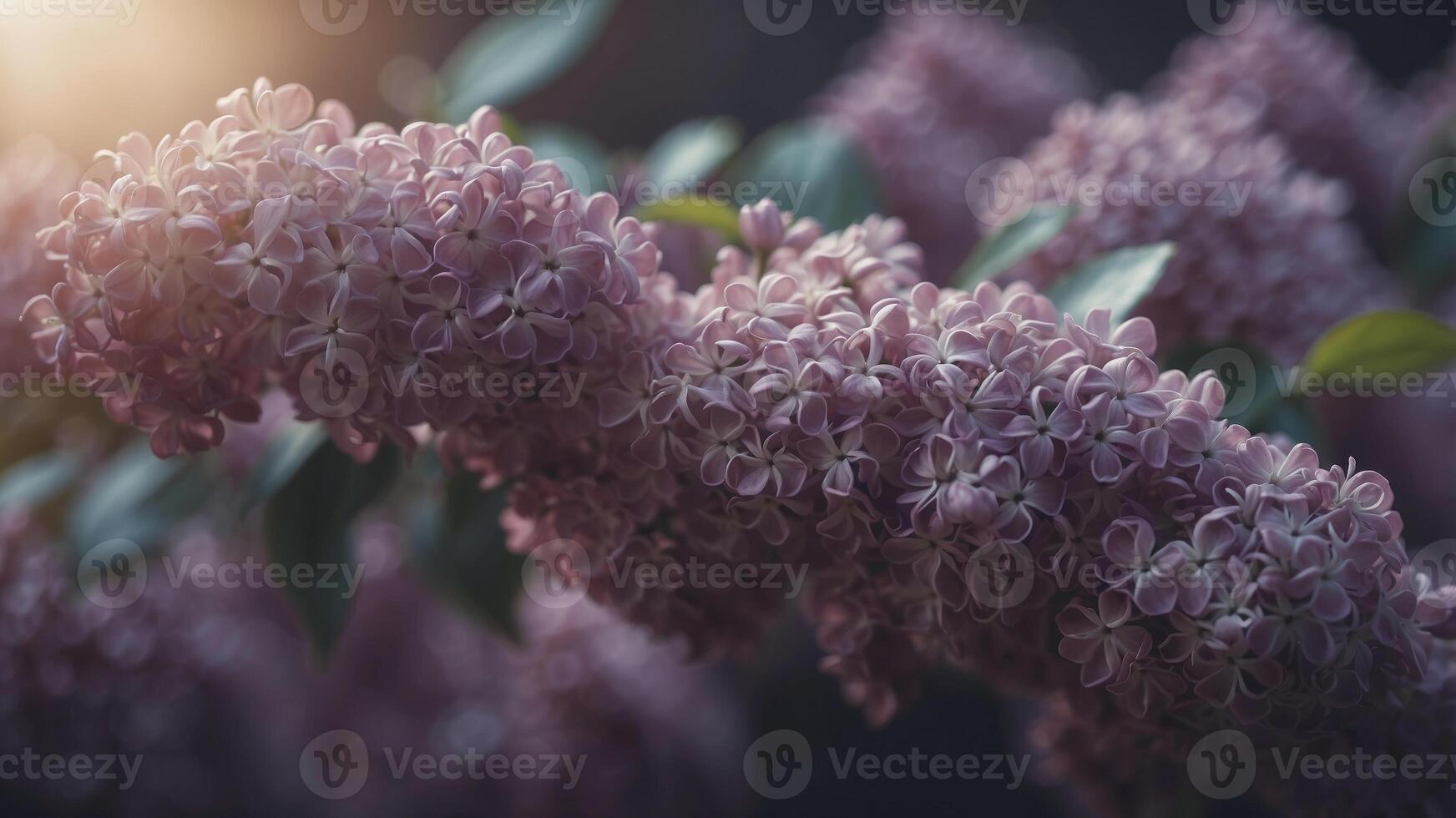 Lilac background with chiaroscuro effect. photo
