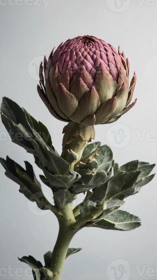 Blooming artichoke on white with clipping path. photo