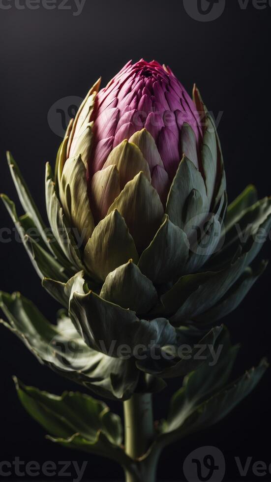 Blooming artichoke on black with clipping path. photo
