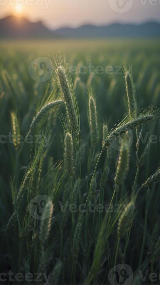Field of green wheat on serene misty sunrise. photo