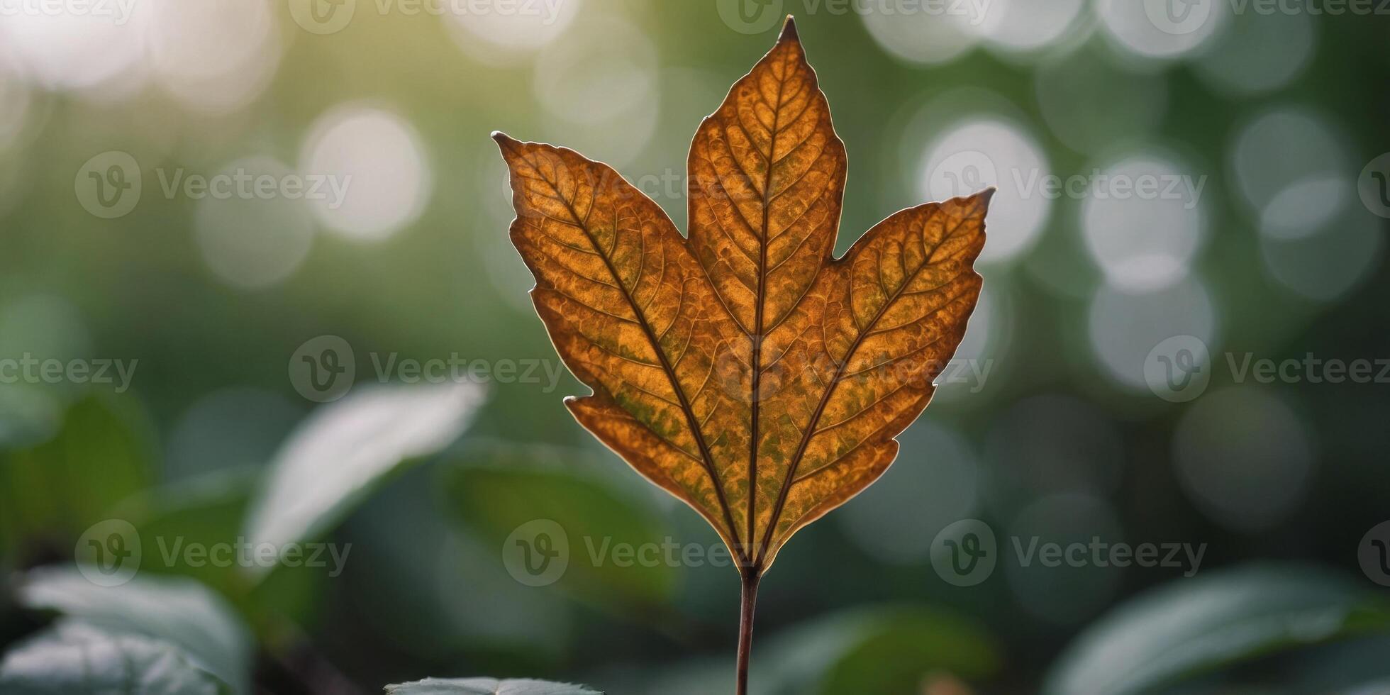 A leaf with a brown tip is shown in a close up. photo