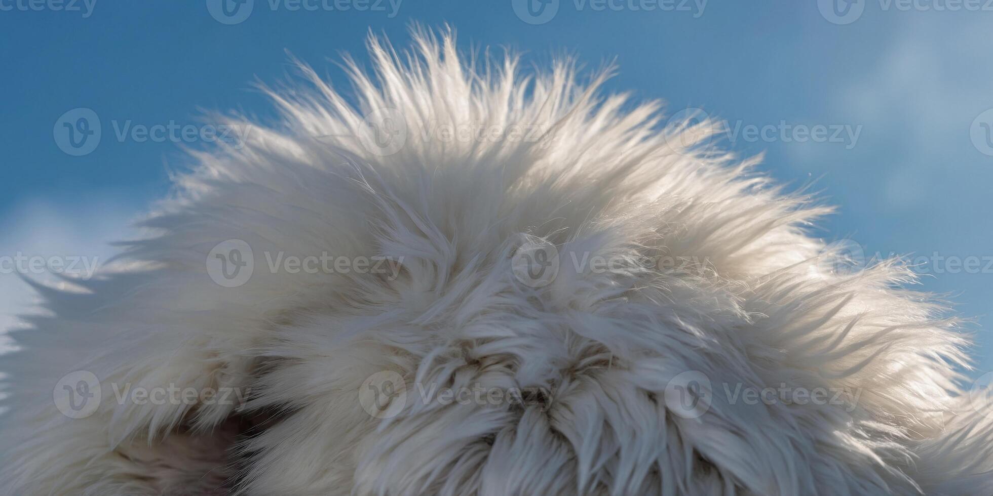 A close up of a fluffy white fur with a blue sky background. photo