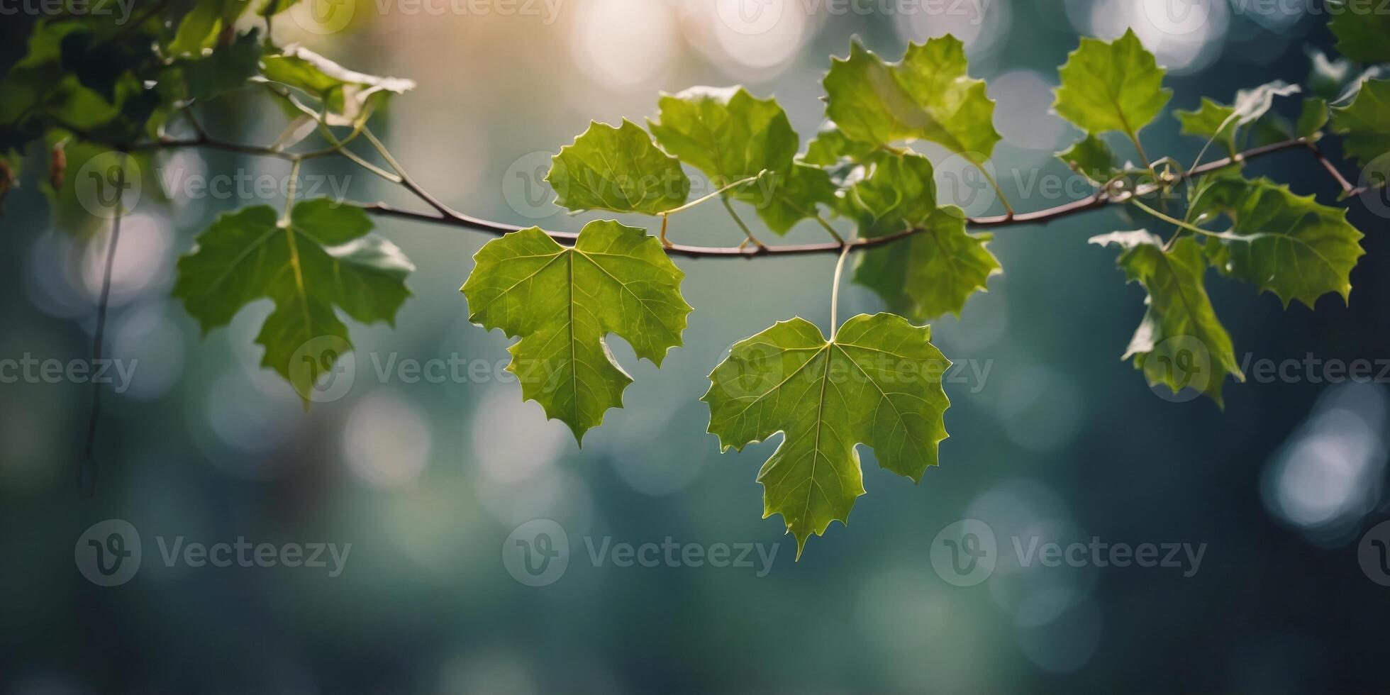 A thin branch with ivy leaves hanging from it. photo