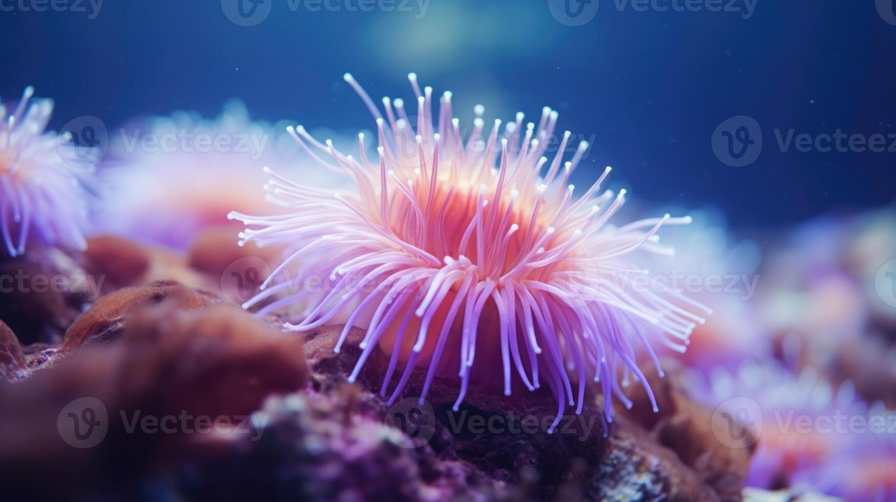Closeup of a delicate sea anemone, gently swaying with the oceans current. photo