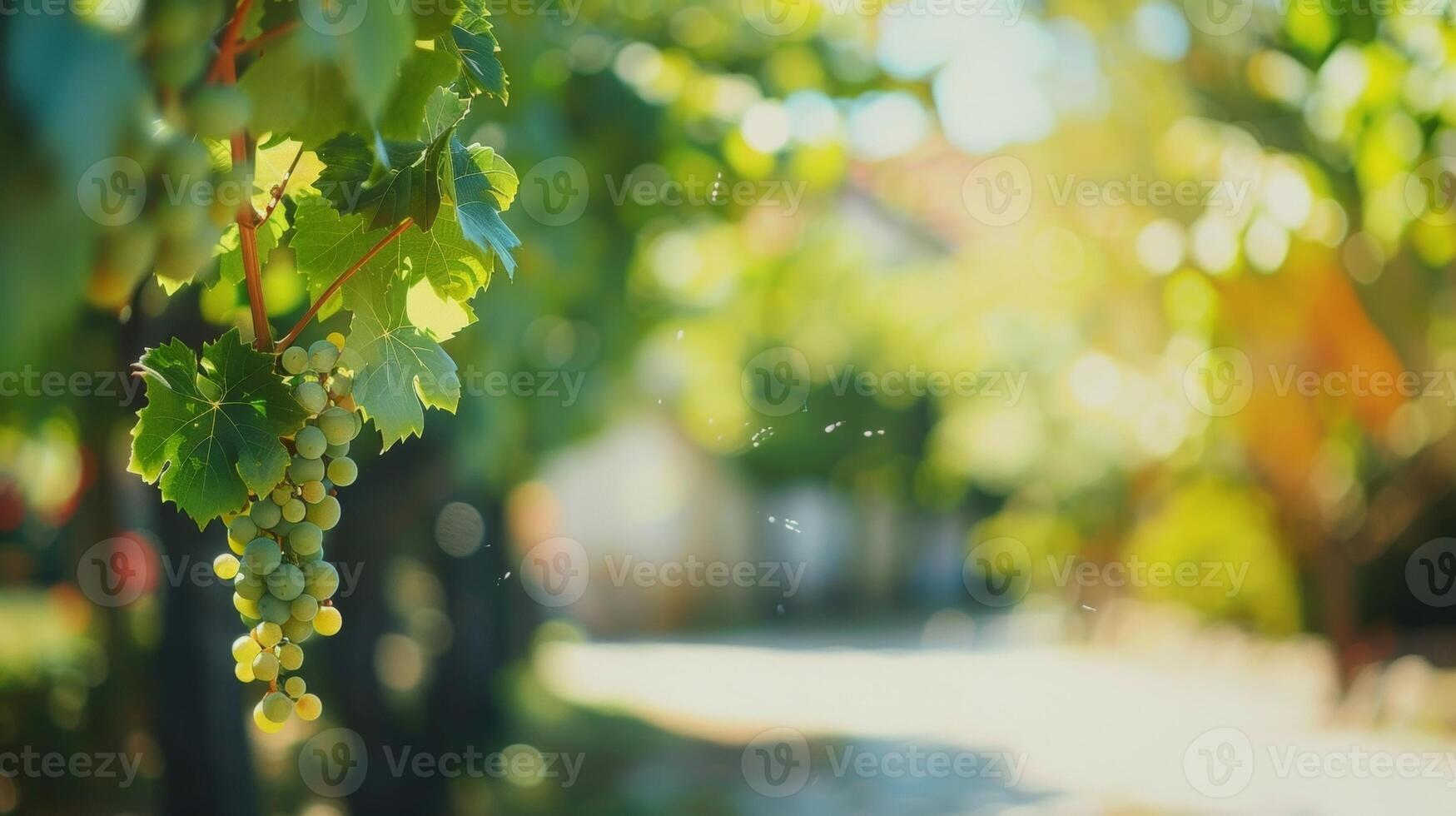 A defocused shot captures the essence of a wine vineyard tour immersive and captivating full of hidden gems waiting to be discovered photo