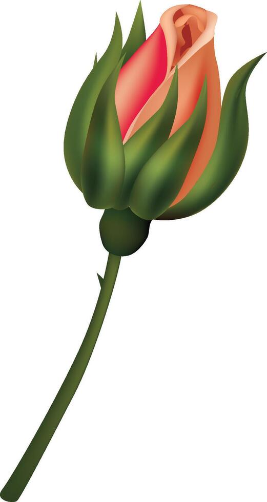 a rose with green leaves and a stem vector