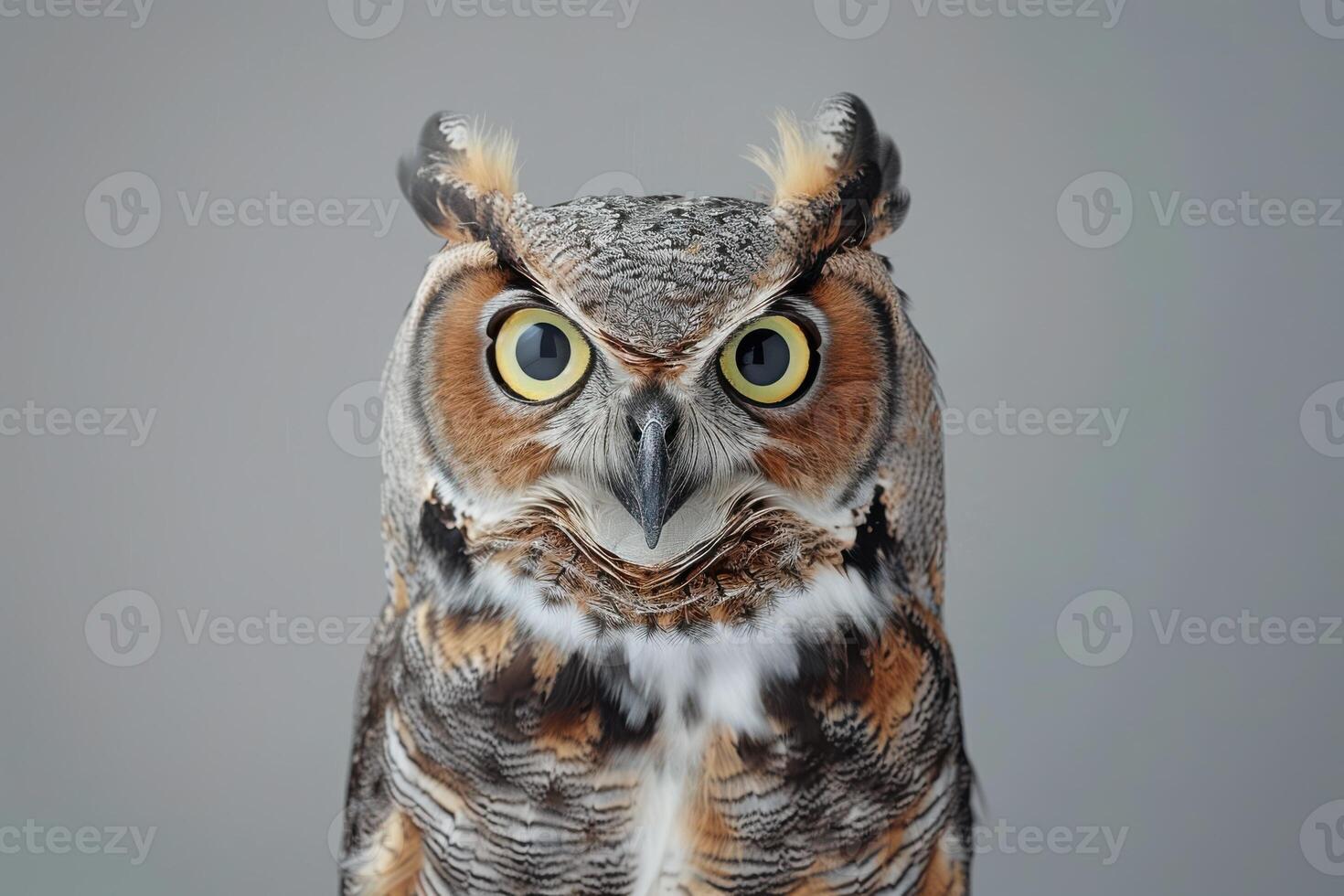 Captivating Studio Shot of a Shocked Owl with Surprised Eyes photo