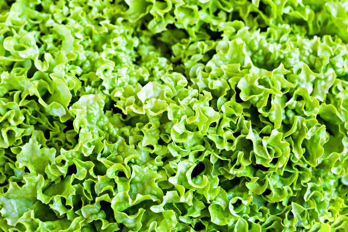 Fresh green lettuce leaves close-up photo