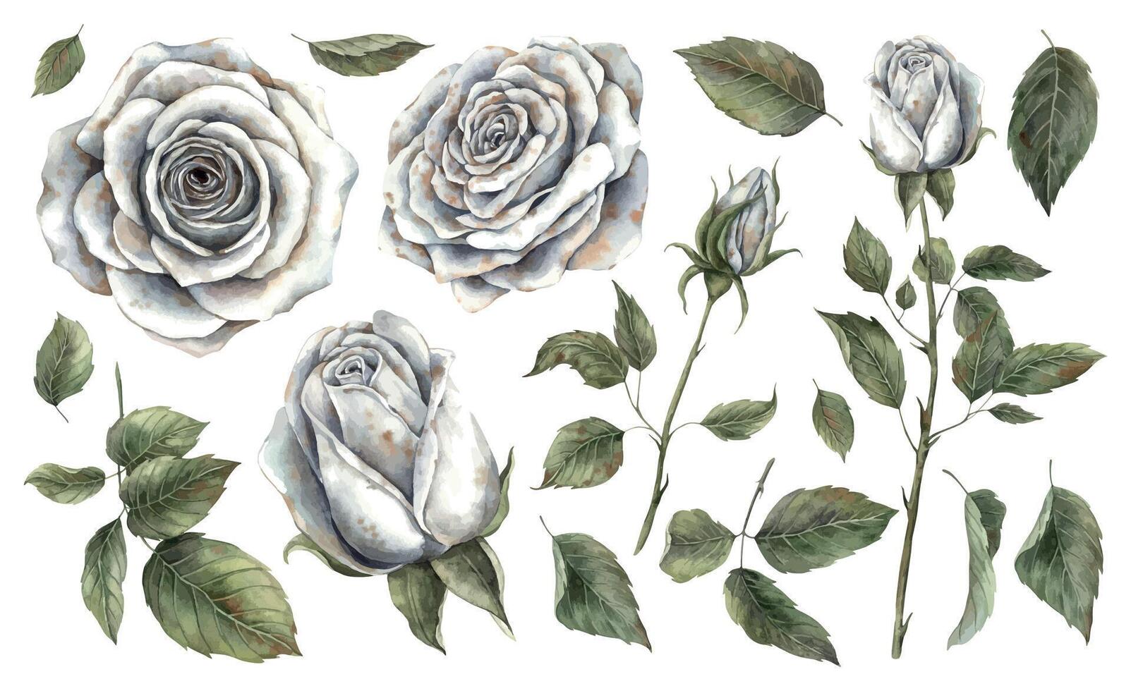 White roses in cool shades with green leaves. Hand drawn watercolor set in botanical style. For design and decorations, cards and invitations for Halloween, Wedding, Mother's Day, Valentine's Day. vector
