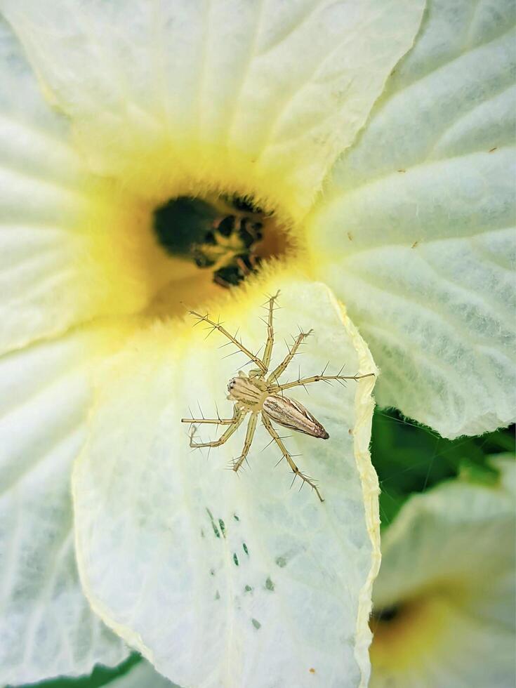 A spider on a flower photo