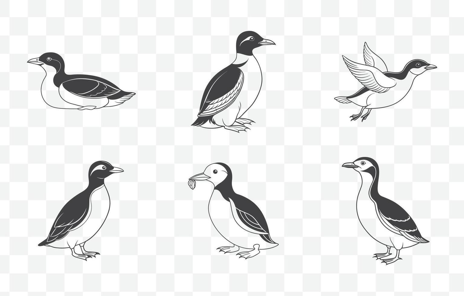 Print Murrelet Bird Line Art Set Featuring Detailed Illustrations of Seabird Species in Minimalistic Style vector