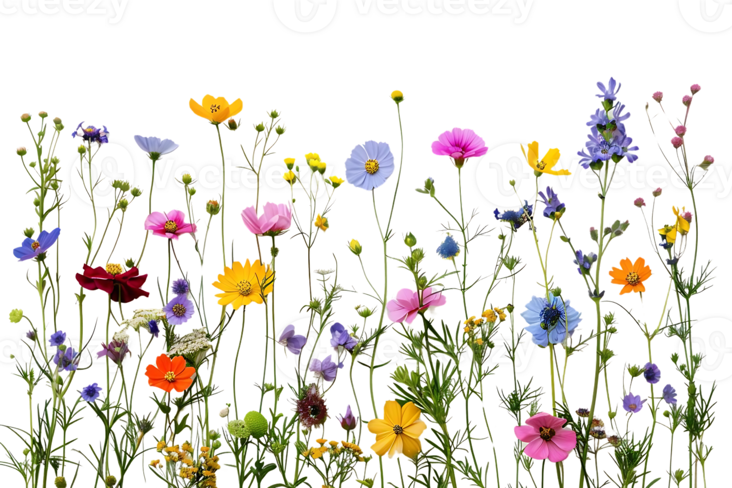 Blooming Wildflowers with a Transparent Background A Vibrant Display of Nature's Beauty png