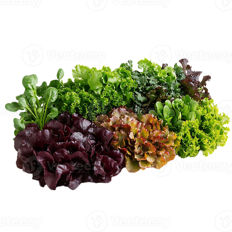 Fresh Greens with a Transparent Background A Colorful Selection of Lettuce and Spinach Varieties png