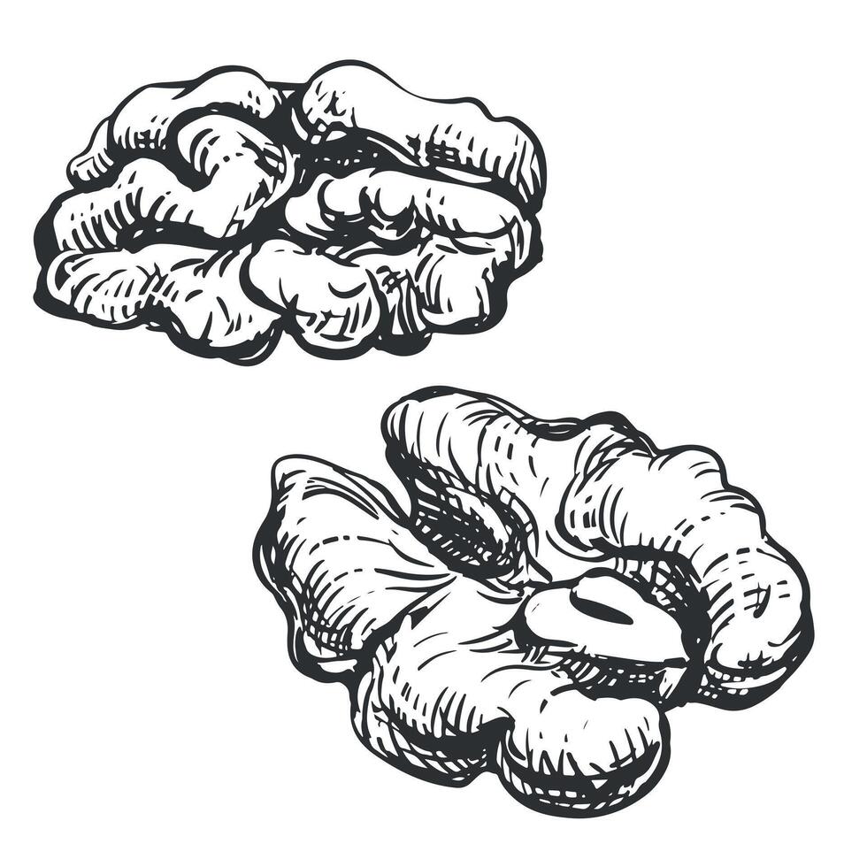 Walnut without shell, half of nut. hand drawn sketch on white background. Linear ink drawing for label template, packaging, farm product emblem. vector