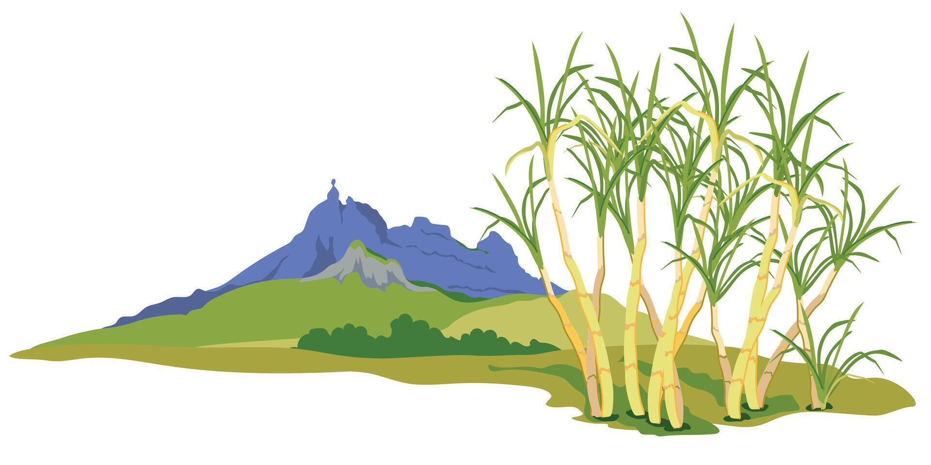 Sugarcane fields with famous Pieter Both mountain in the background. landscape of Moka mountain range, tourist attraction of Mauritius island. Horizontal illustration of landmark in flat style. vector