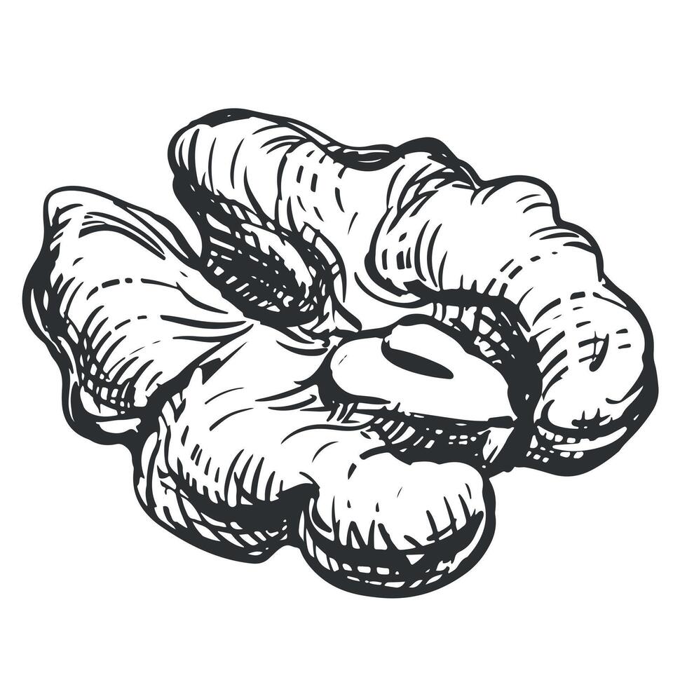 Walnut without shell, half of nut. hand drawn sketch on white background. Linear ink drawing for label template, packaging, farm product emblem. vector