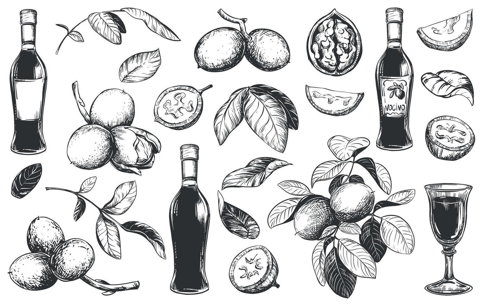 walnut in engraving technique. Unripe walnut seeds whole and halves, leaves and branches. Bottle of Italian liqueur Nocino, glass with aperitif. Linear sketch in black ink on white background. vector