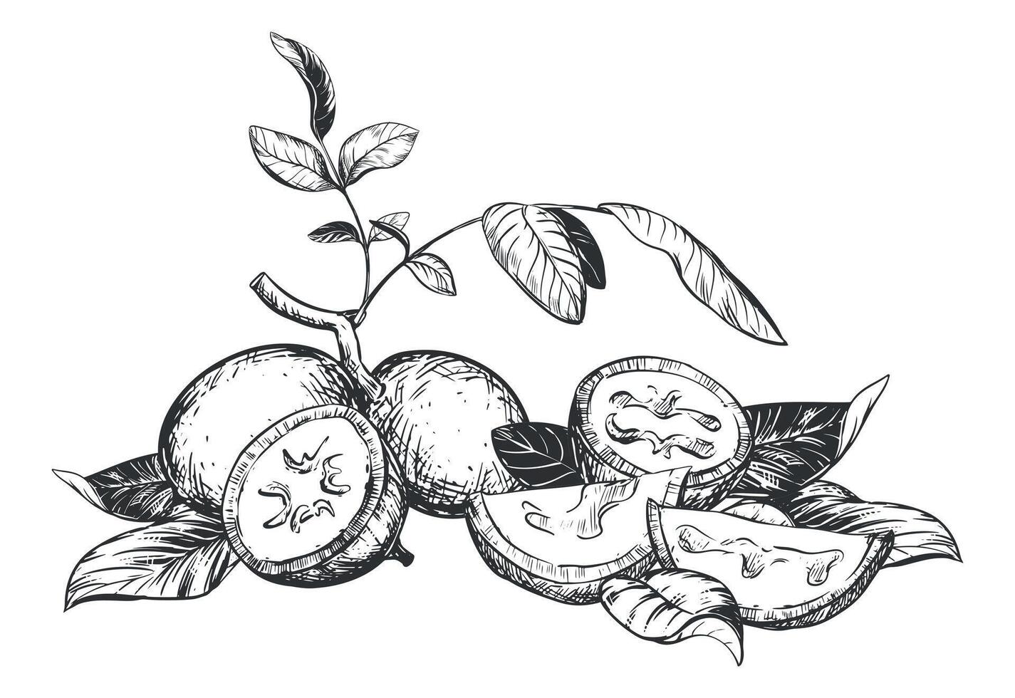composition of walnut in engraving technique. Unripe walnut seeds whole and halves, leaves and branches lie on the table. Ingredient for Nocino liqueur. Linear sketch in black ink. vector