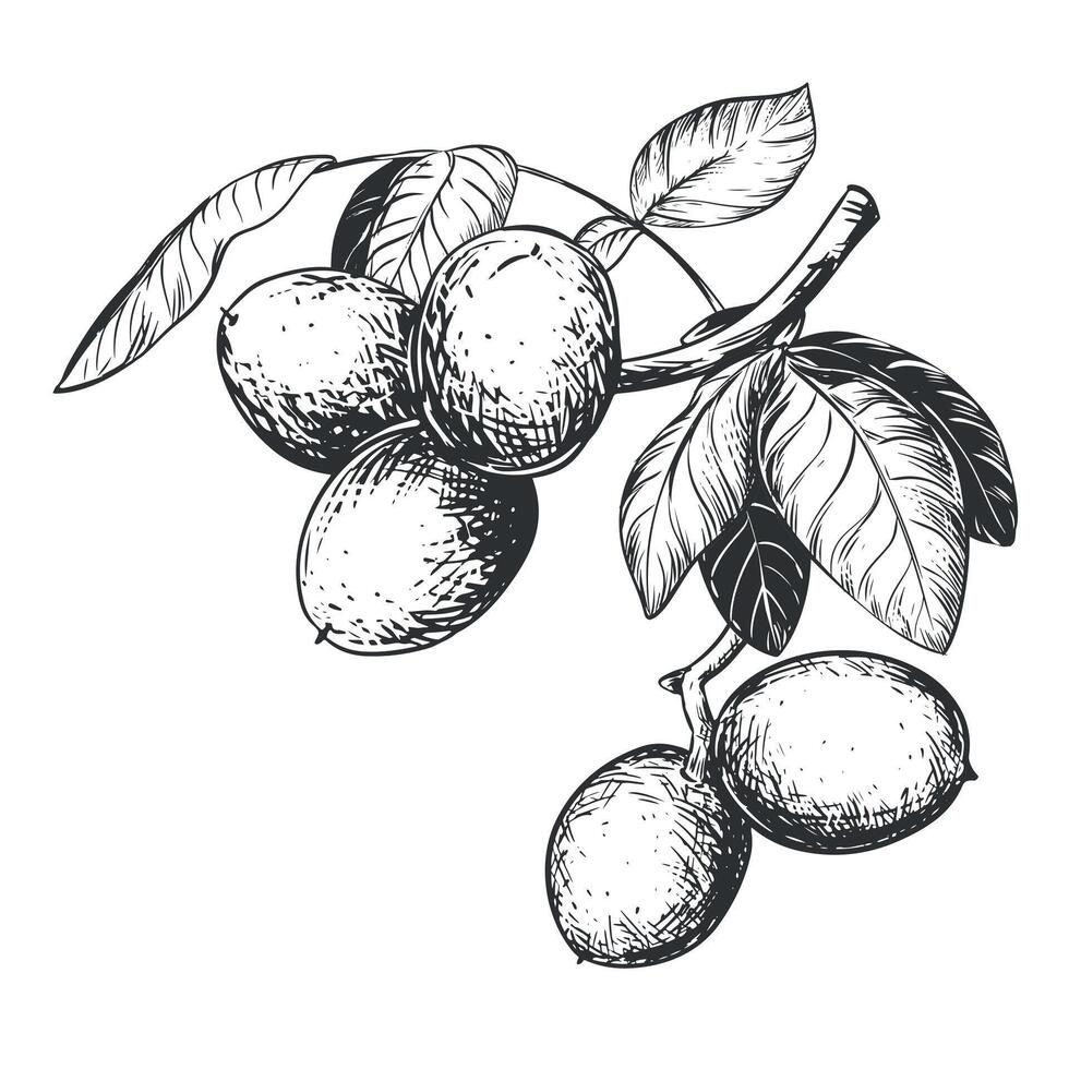 Line sketch of a walnut branch. Hand drawn ink drawing of nut. Branch with leaves and harvest. Healthy eating and diet. Outline illustration using engraving technique on a white background. vector