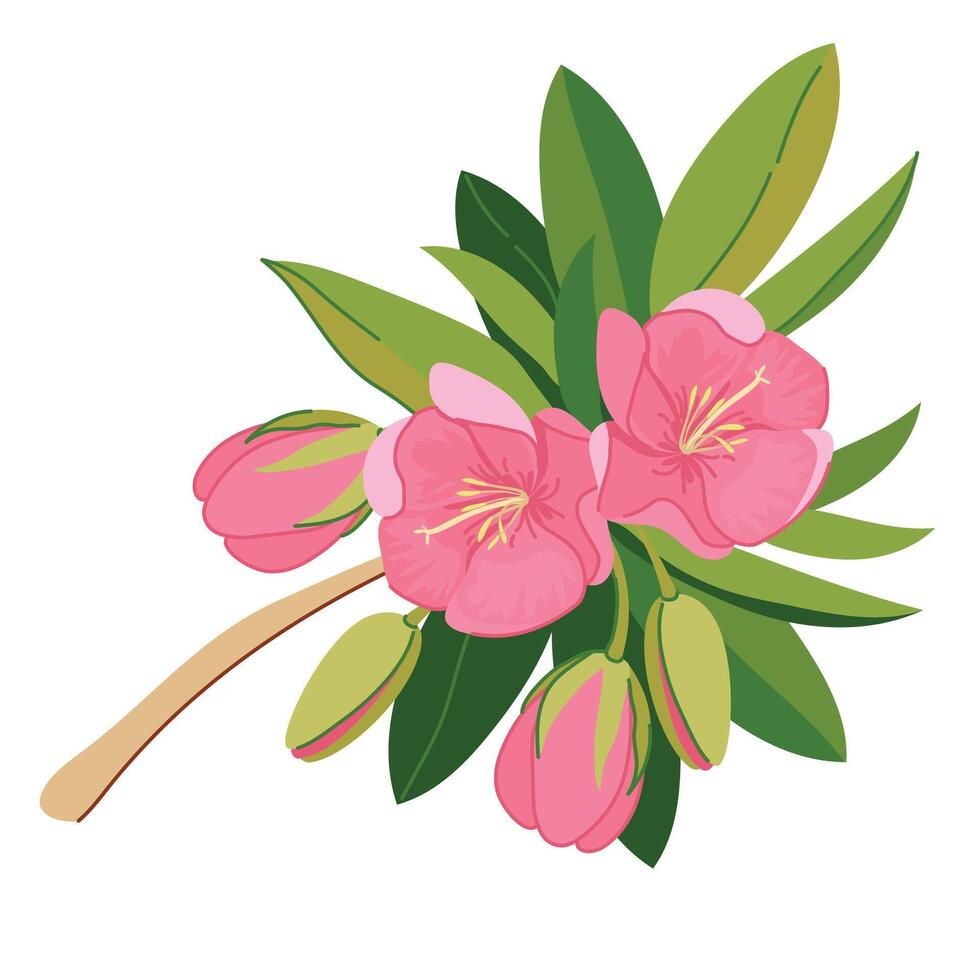 Typical plant of Mauritiustrochetia boutoniana on white background. branch with pink exotic flowers in flat style. National symbol of the island near Africa. vector
