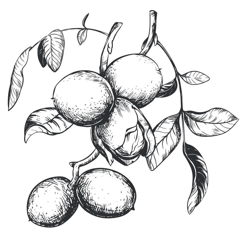 Walnuts are hand drawn. illustration in engraving technique. Ingredient for nut paste, butter, Nocino liqueur. For packaging design. Linear ink drawing. vector