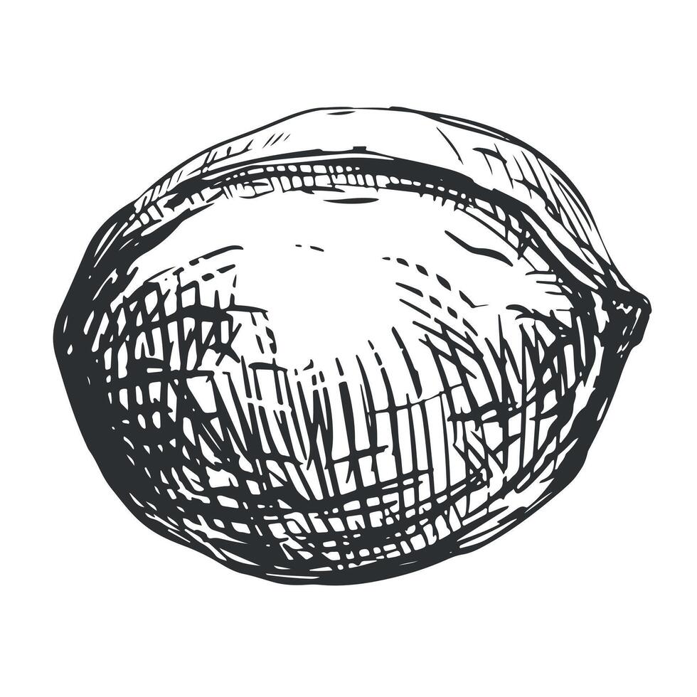 Walnut linear sketch. Hand drawn nut whole ripe. illustration in engraving style for label template, packaging, farm product emblem. vector