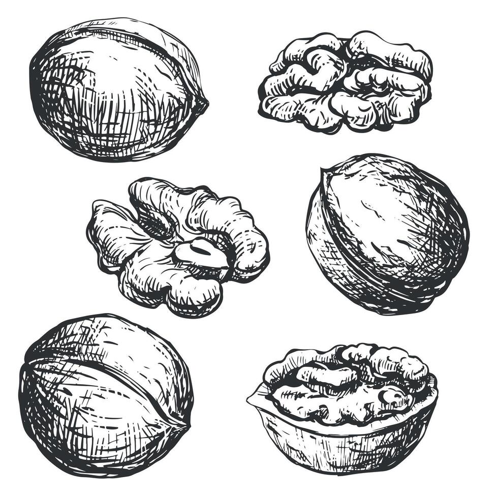 Hand drawn sketch of walnuts illustration. Set of open walnut kernel, whole walnut, shell sketch icon. Fresh organic food, oil. Black and white nut drawing. Isolated on white background. vector
