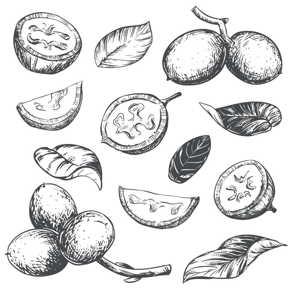 walnut in engraving technique. Unripe walnut seeds whole and halves, leaves and branch. Ingredient for Nocino liqueur. Linear ink sketch. vector