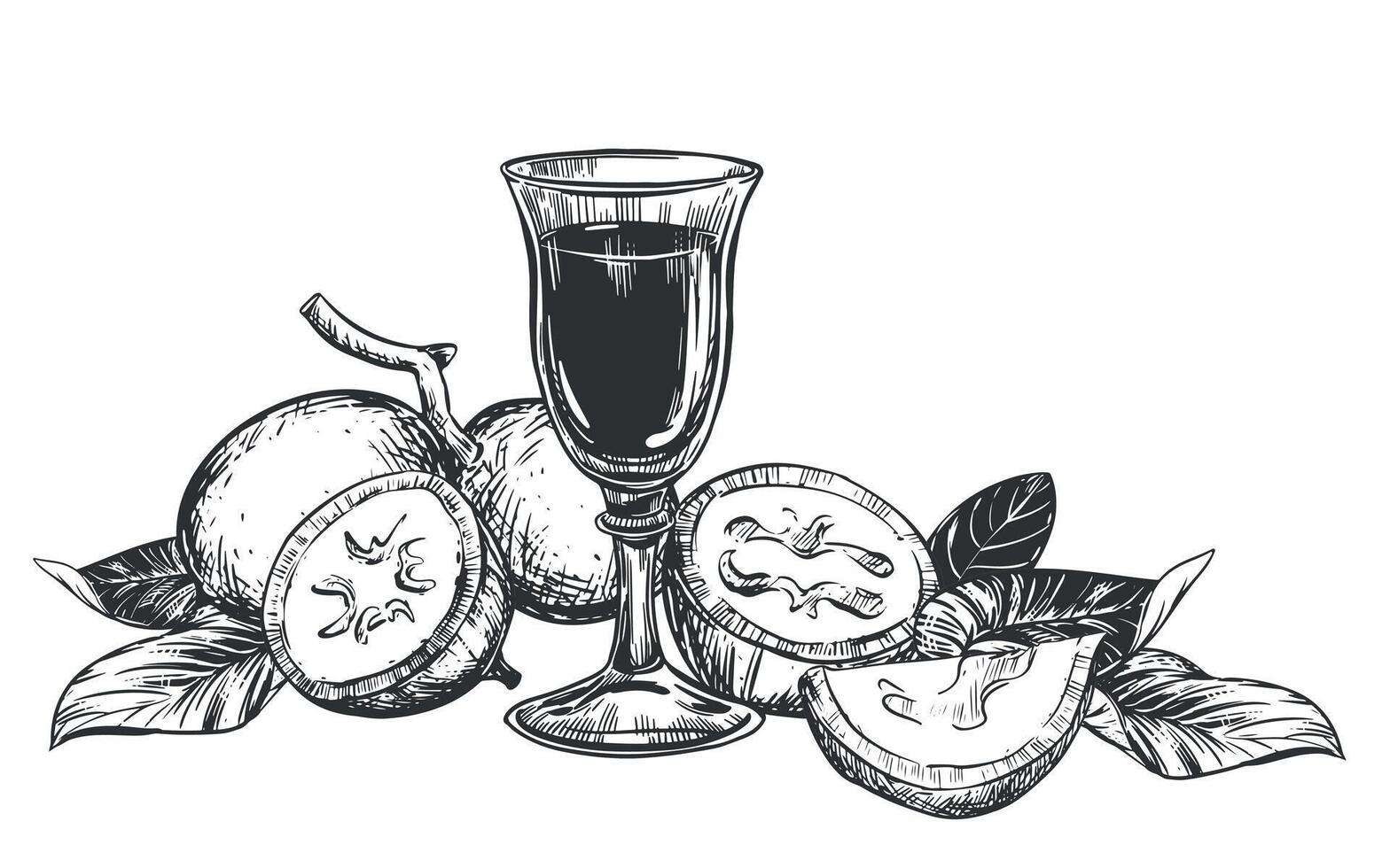 Walnut composition in engraving technique. Unripe walnut seeds whole and halves, leaves and branches. shot glass of Italian liqueur Nocino. Linear sketch in black ink on white background. vector