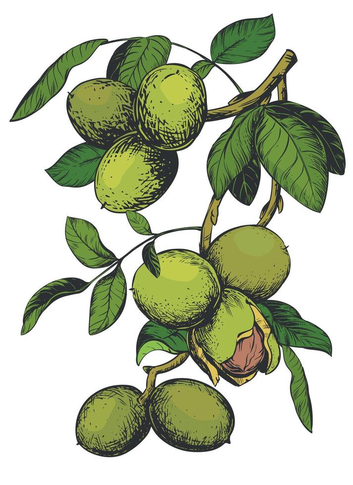 Walnuts hand drawn. Branch with leaves and ripe nuts. illustration in color engraving technique. Ingredient for nut paste, oil, Nocino liqueur. For packaging design. Linear ink drawing. vector
