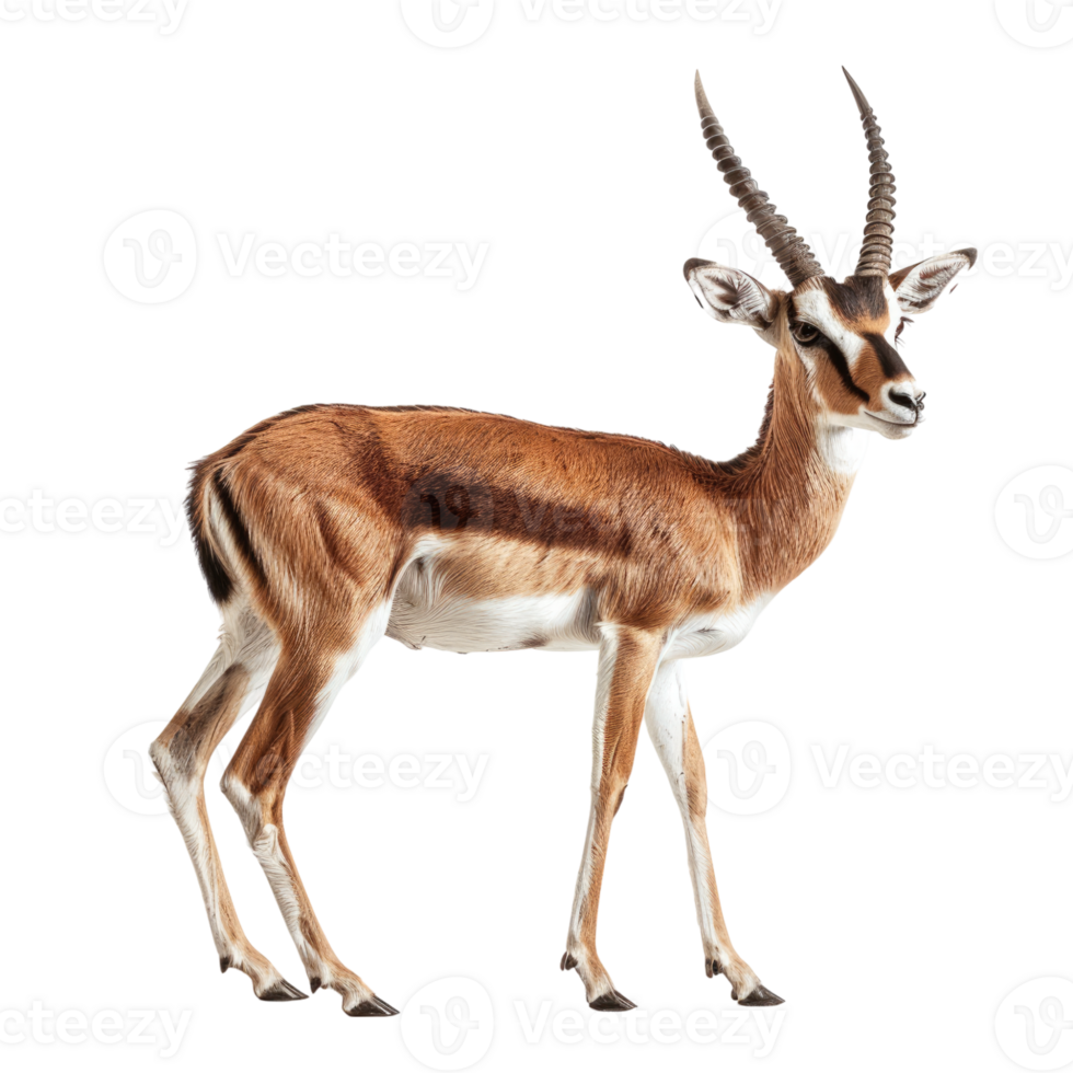 Gazelle full body view png