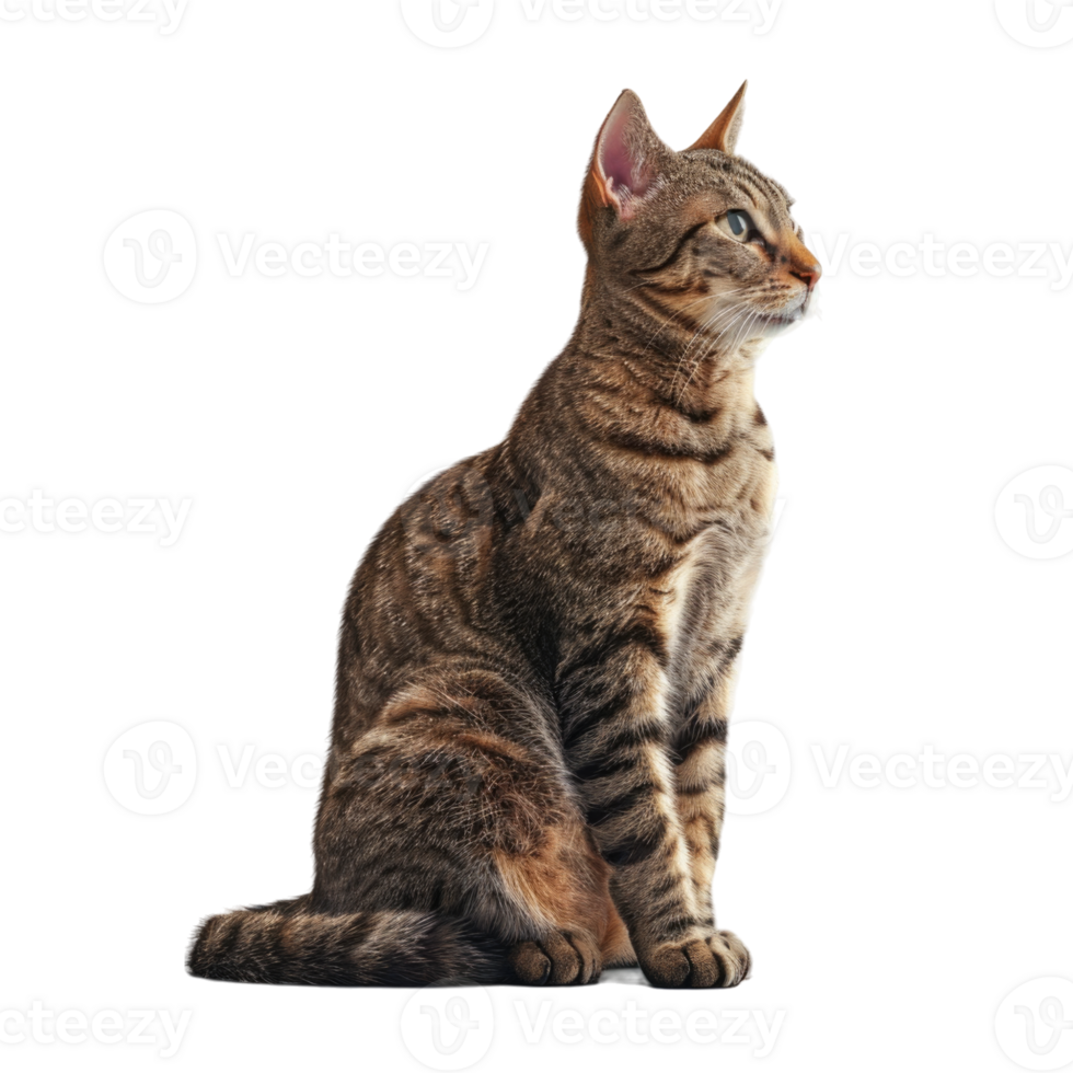 Cat sitting peacefully png