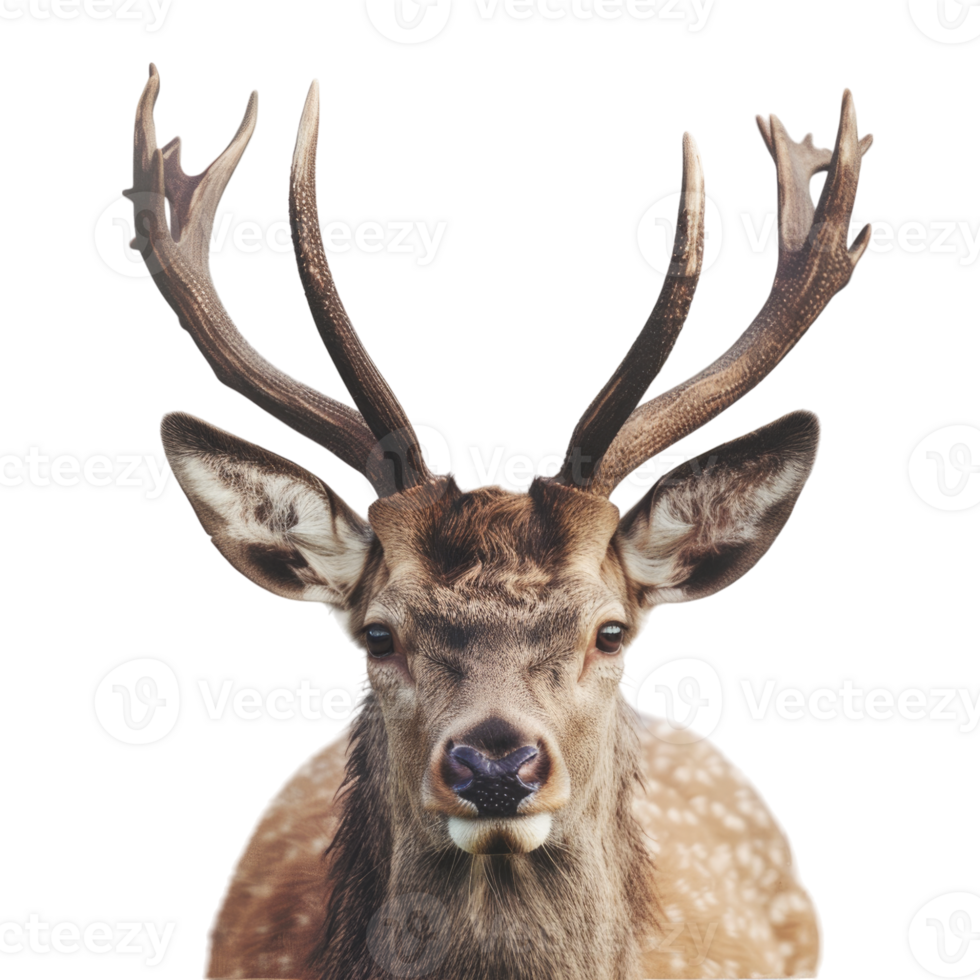 Deer with long antlers png