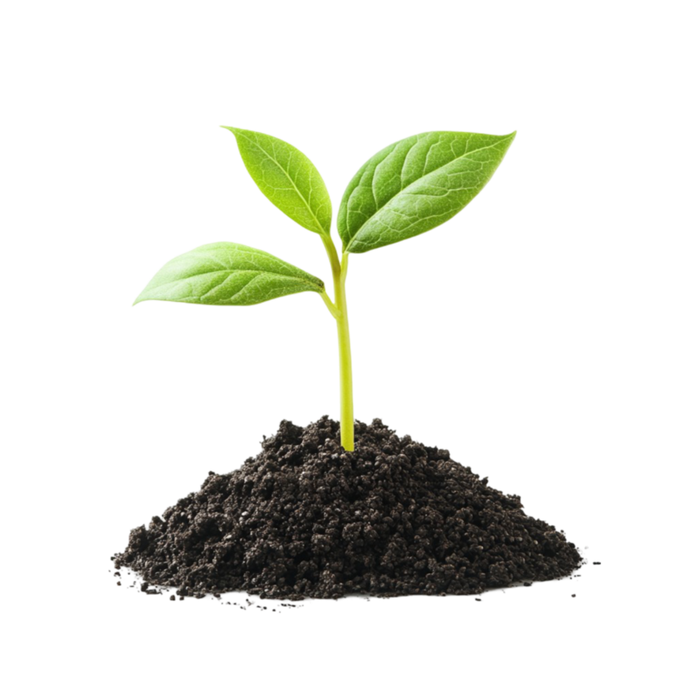 Single Green Leaf Sprouting from a Pile of Soil png