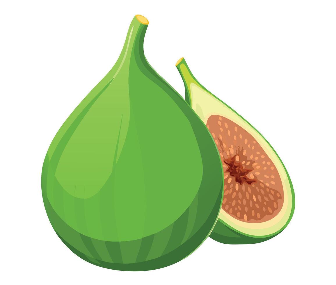Green fig showing cross section with seeds- vector