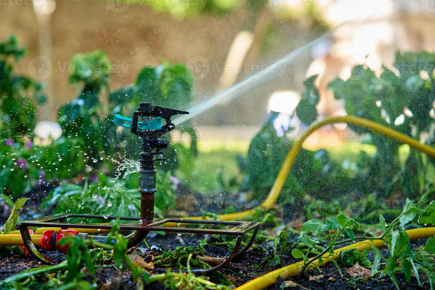 Garden sprinkler watering lush green plants in backyard with trees and grass. Irrigation system works in city on hot summer day for plant care photo