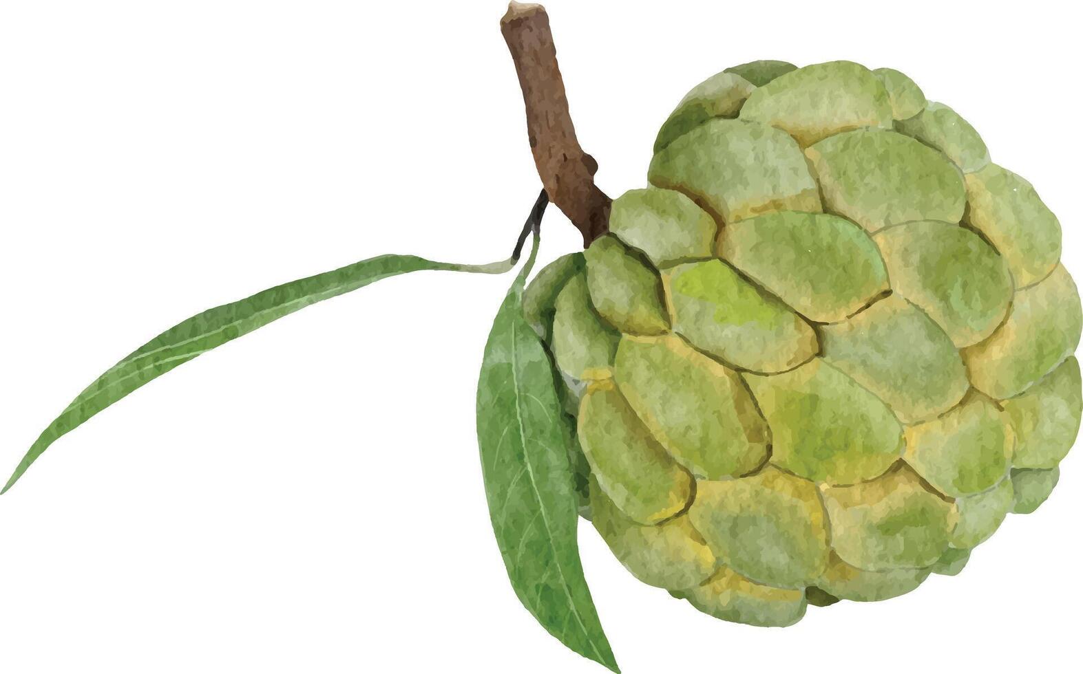 watercolor style custard apple element design for templates. vector