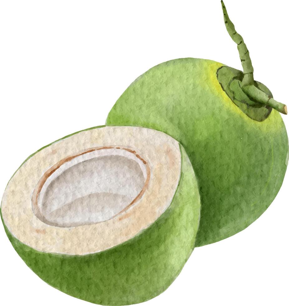 watercolor style coconut element design for templates. vector