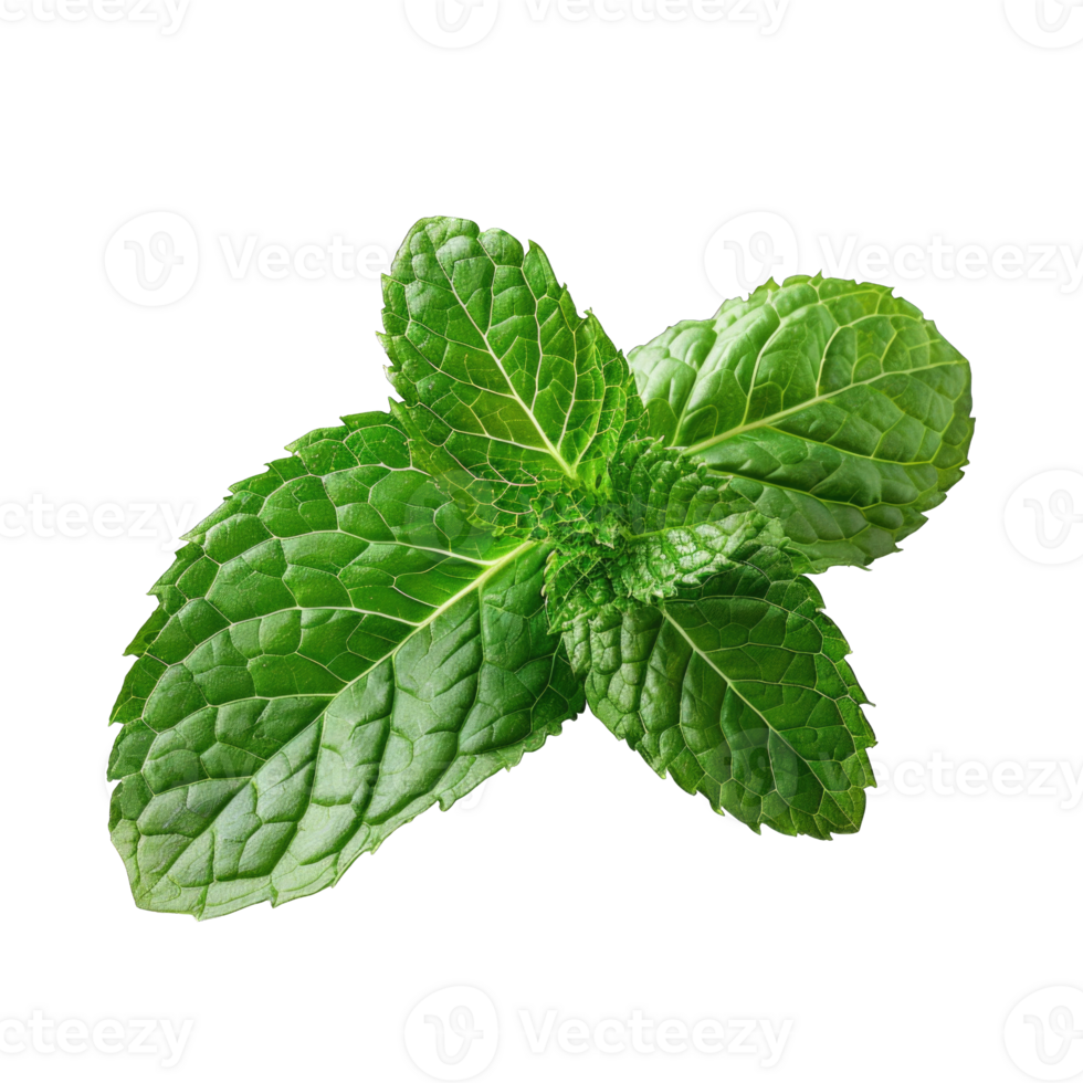 Mint leaf isolated on transparent background cutout png