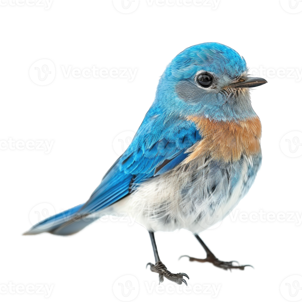 Blue bird standing isolated on transparent background cutout png