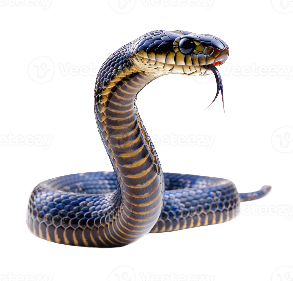 Black cobra snake attacking face isolated on transparent background cutout png